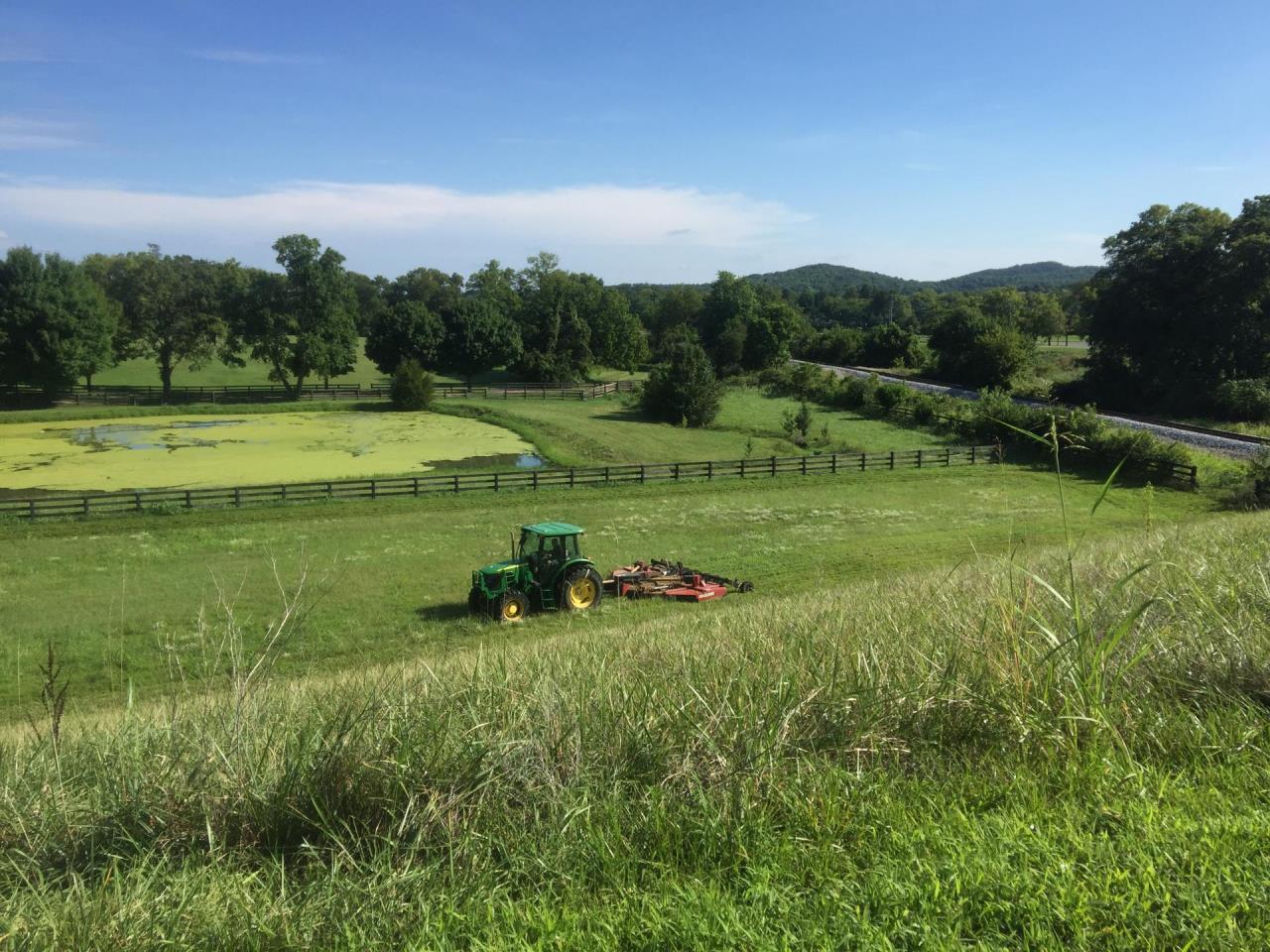 field of green grass in Smith Park