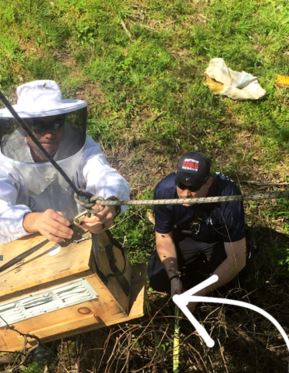 photo of firefighters removing bees from tree in park