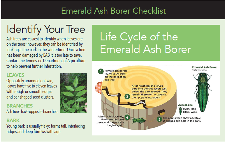 EAB pic 3