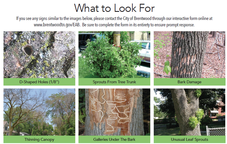 EAB pic 4