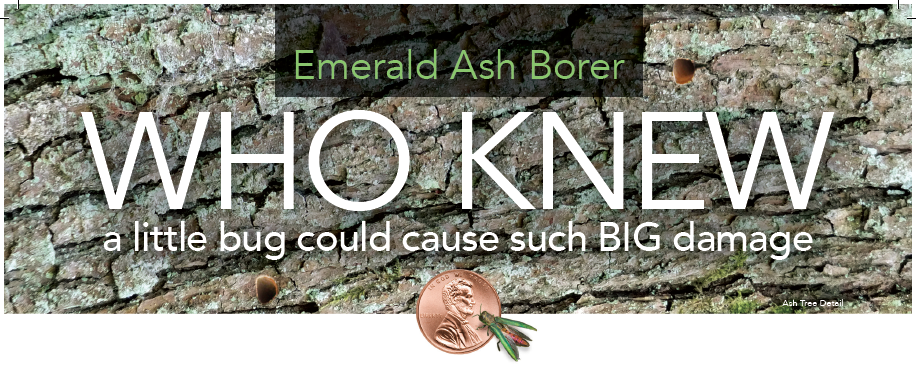 title for emerald ash borer page