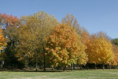 Trees