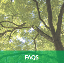 tree limbs and branches