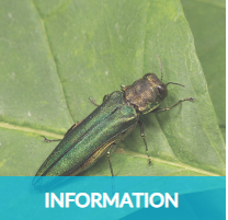 emerald ash borer bug on leave
