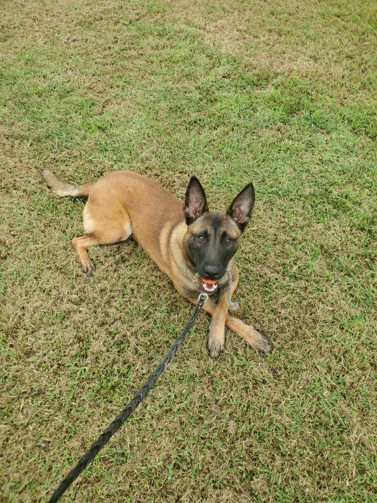 photo of Pax, the dog, lying on the ground