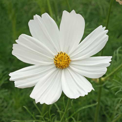 WHITE FIELD FLOWER