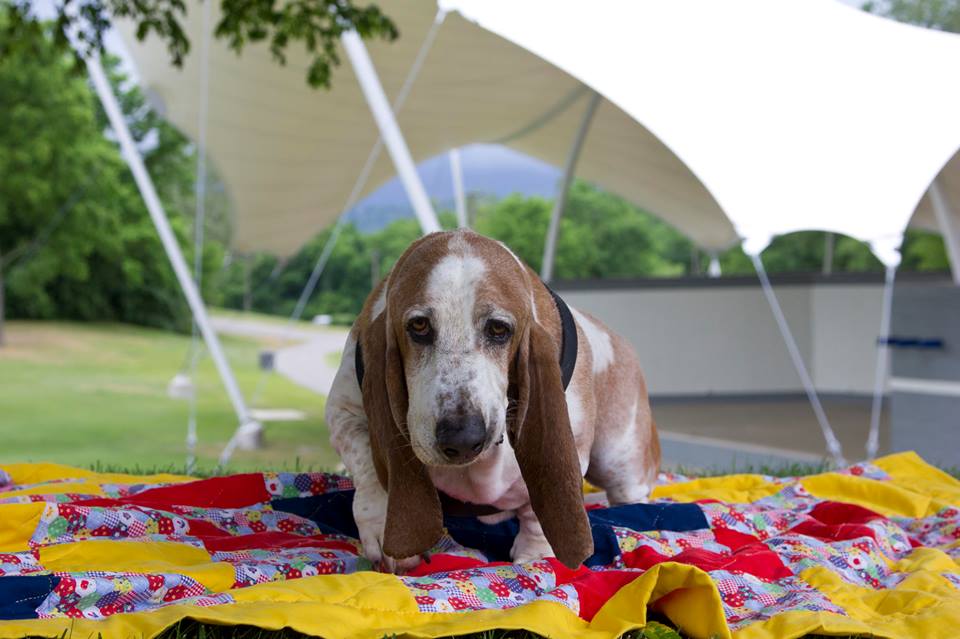 photo of a basset hound