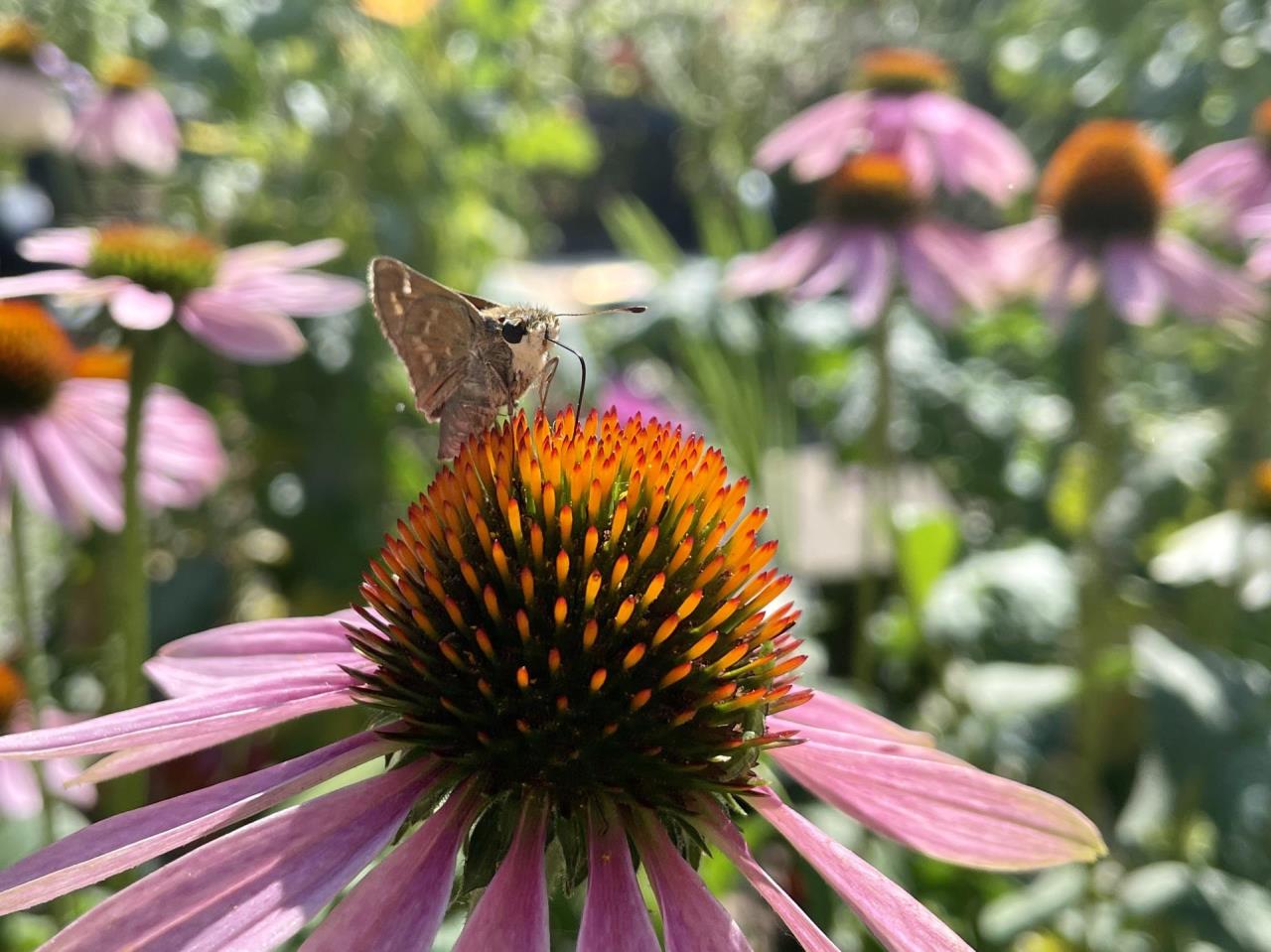 pollinator