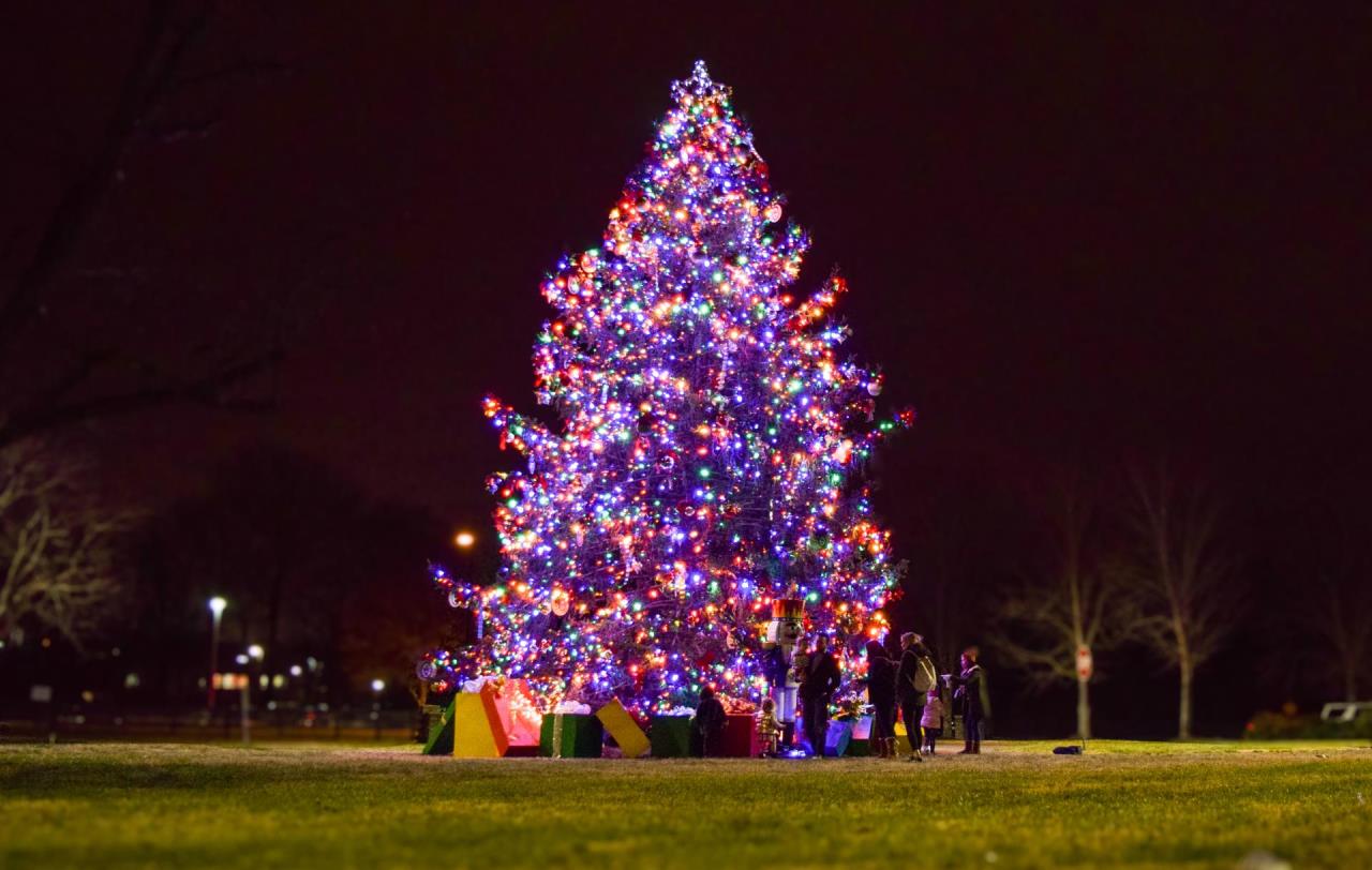 Tree Lighting