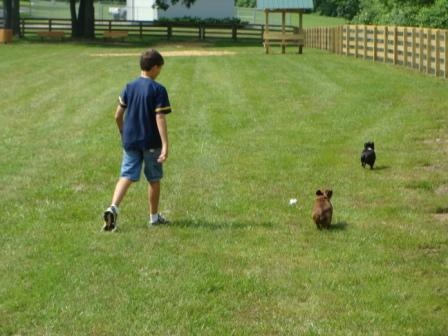 Dog Park Activity