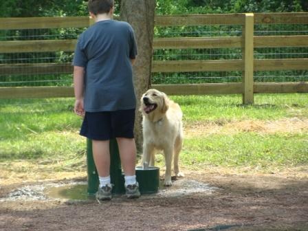 Dog Park Activity