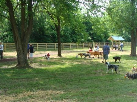 Dog Park Activity