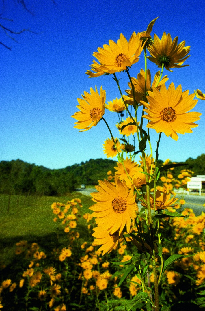 Flowers
